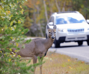 What to do if you hit a deer?